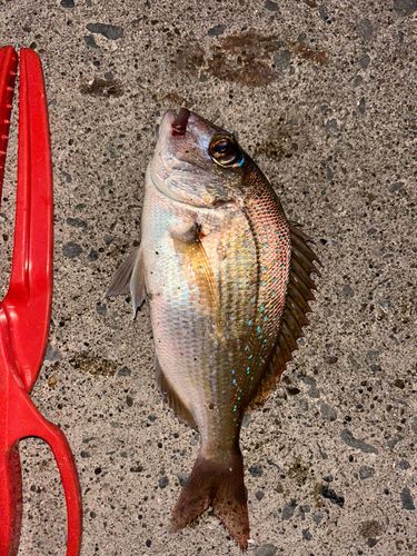 タイの釣果