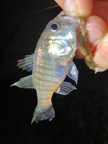テンジクダイの釣果