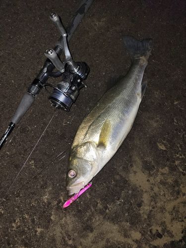 シーバスの釣果