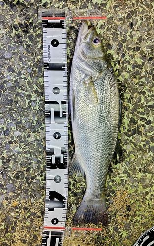 ヒラスズキの釣果