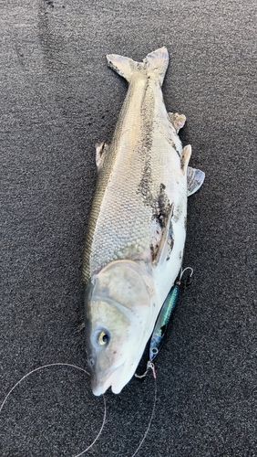 ウグイの釣果