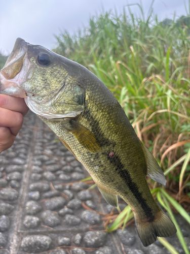 ワタカの釣果