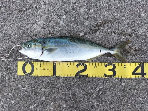 フクラギの釣果