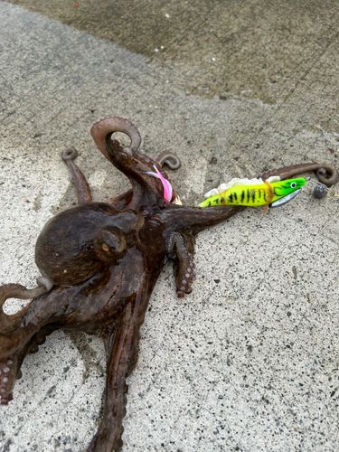 タコの釣果