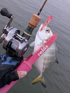 メッキの釣果