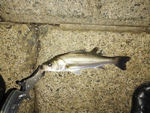 シーバスの釣果