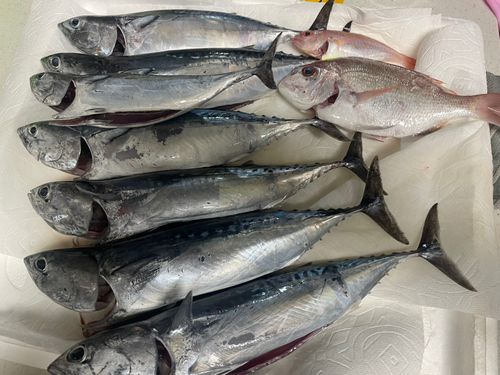 ソウダガツオの釣果