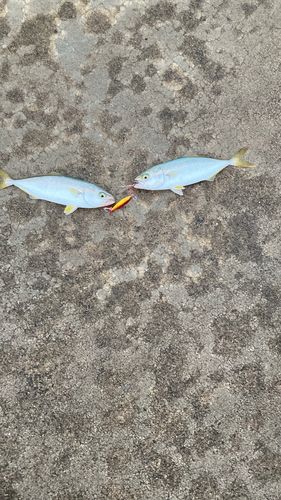 ツバイソの釣果