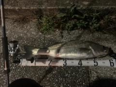 マルスズキの釣果