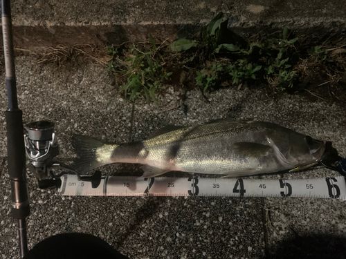 マルスズキの釣果