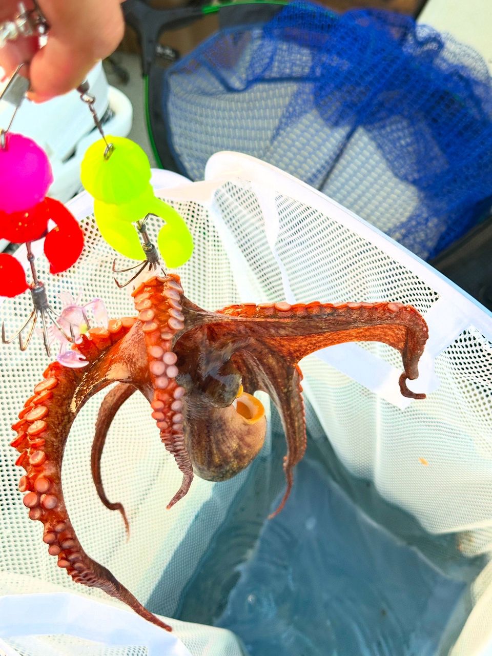 にたぴんぐらーさんの釣果 2枚目の画像