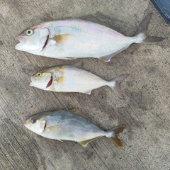 カンパチの釣果