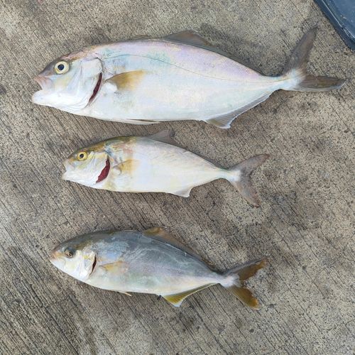 カンパチの釣果