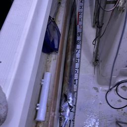 タチウオ