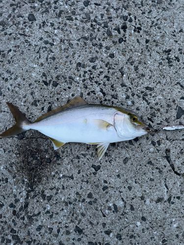 ネリゴの釣果