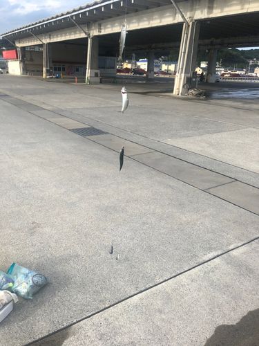 ウルメイワシの釣果