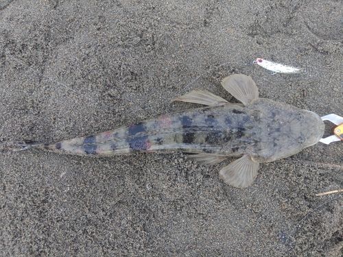 マゴチの釣果
