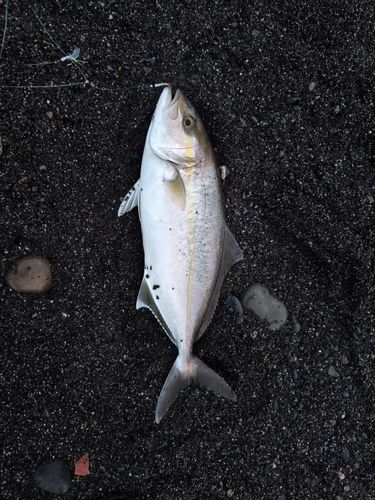 ショゴの釣果