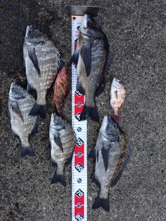 クロダイの釣果