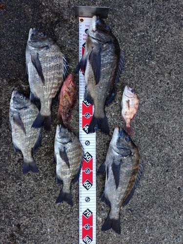 クロダイの釣果