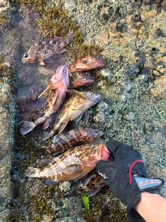 アコウの釣果