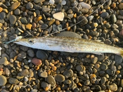 カマスの釣果