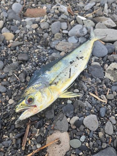 シイラの釣果