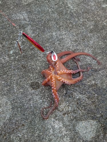 タコの釣果