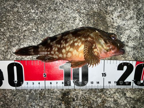ガシラの釣果