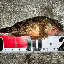 ガシラ