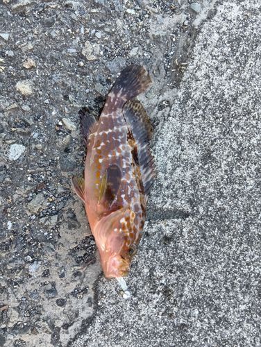 キジハタの釣果