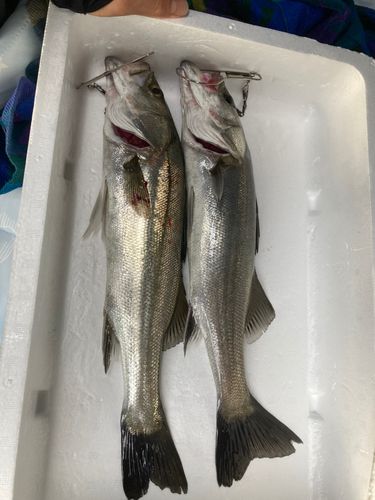 フッコ（マルスズキ）の釣果