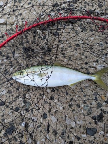 ショゴの釣果