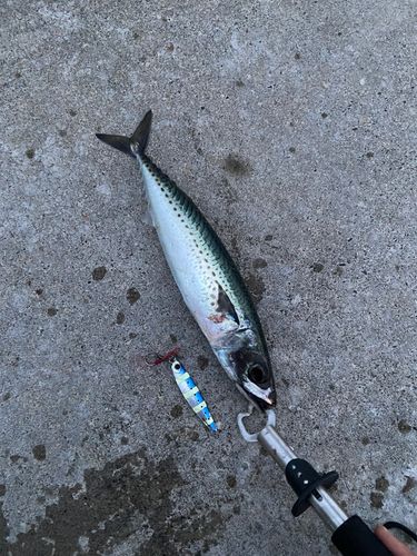 サバの釣果