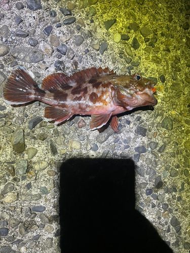 ガシラの釣果