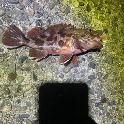 ガシラ