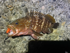 キジハタの釣果