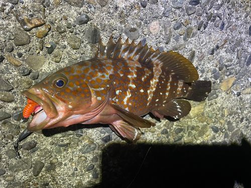 キジハタの釣果