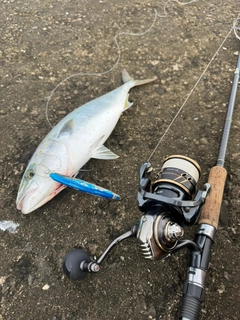 イナダの釣果