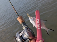 コバンアジの釣果