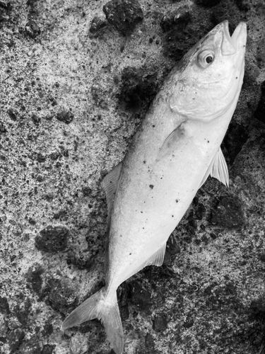 コゾクラの釣果