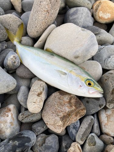 ワカシの釣果