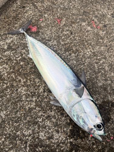 ソウダガツオの釣果