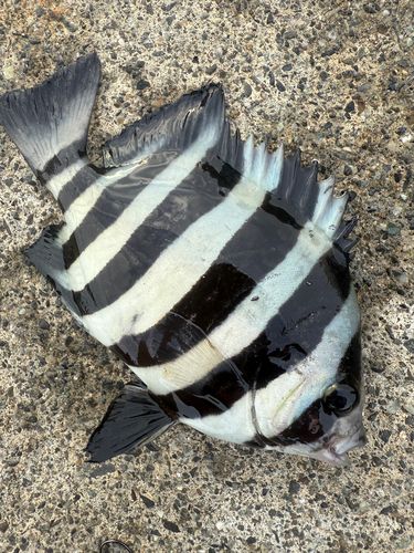 サンバソウの釣果