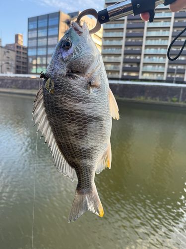 キビレの釣果