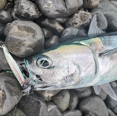 ソウダガツオの釣果