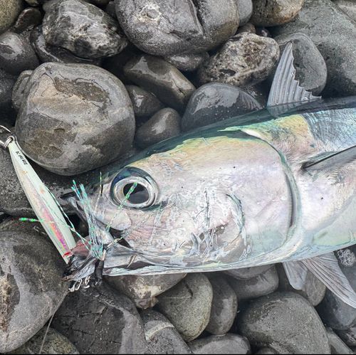 ソウダガツオの釣果