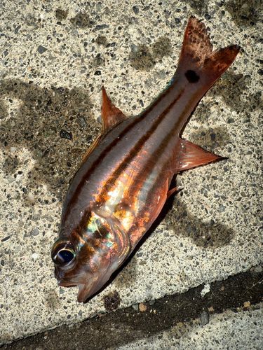オオスジイシモチの釣果
