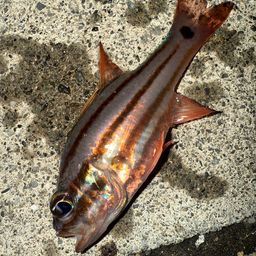 オオスジイシモチ