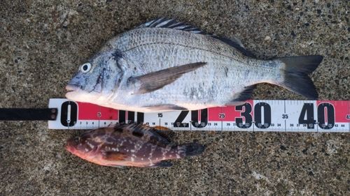 クロダイの釣果